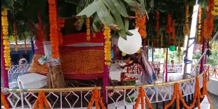 Tree couple's marriage anniversary held in Guwahati