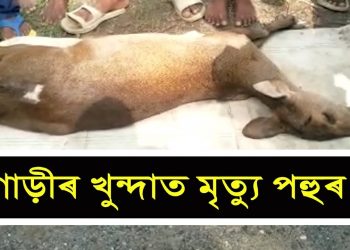 বোকাখাতৰ লতাবাৰীত তীব্ৰ বেগী ট্ৰেভেলাৰৰ খুন্দাত নিহত পহু