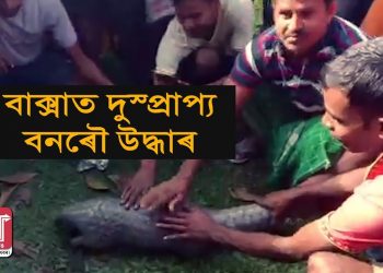 বাক্সাৰ কুমাৰীকাটাত দুষ্প্রাপ্য বনৰৌ উদ্ধাৰ