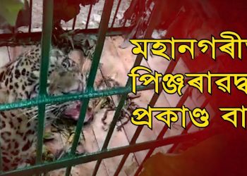 মহানগৰীৰ শান্তিপুৰত নাহৰফুটুকী পিঞ্জৰাবদ্ধ; চিৰিয়াখানাত মুকলি
