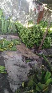 Banana Storyr Majot