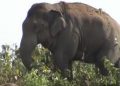 Elephant.-photo-source-Assam-Times