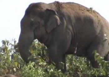 Elephant.-photo-source-Assam-Times