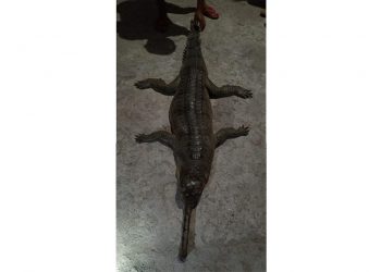 Gharial_Final