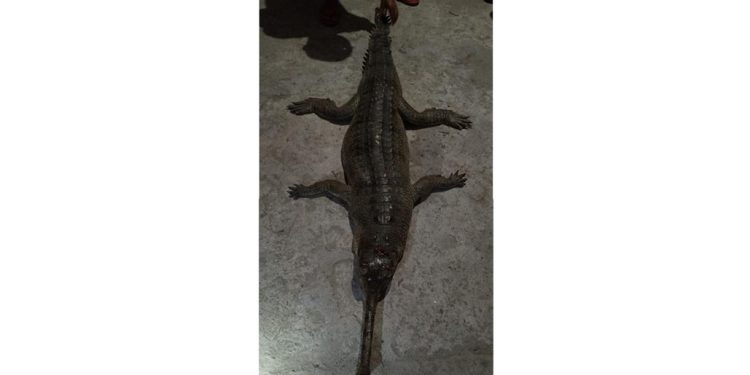 Gharial_Final