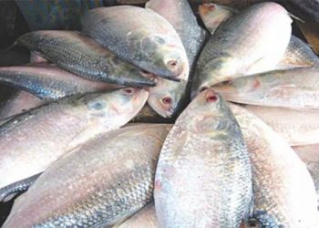 Hilsa Fish
