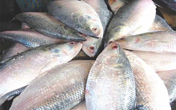 Hilsa Fish