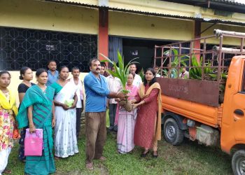 coconut plant distributed