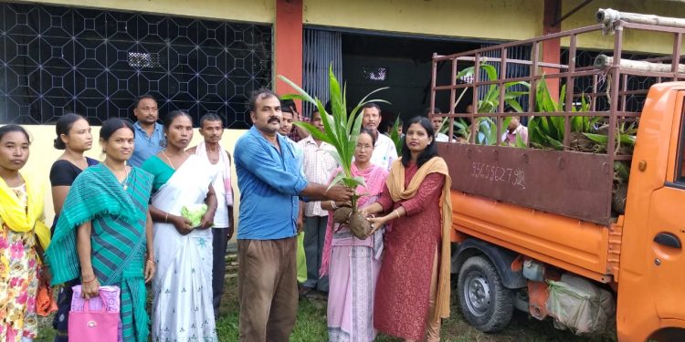 coconut plant distributed