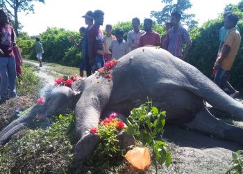 ওদালগুৰিত বিদ্যুৎস্পৃষ্ট হৈ বনৰীয়া হাতীৰ মৃত্যু