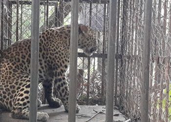 Leopard captured in Golaghat
