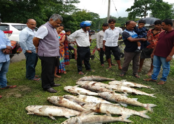 Nalbari Fish story