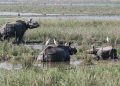 Pobitora-Wildlife-Sanctuary