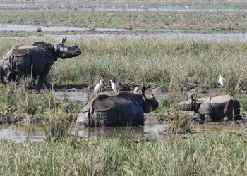 Pobitora-Wildlife-Sanctuary