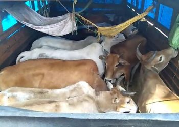 চামগুৰিৰ পহুকটাত গৰুভৰ্তি ট্ৰাক জব্দ; দুজন চোৰাং গৰু সৰবৰাহকাৰীক আটক