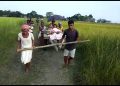 শোচনীয় পথ; ঘোৰা গাড়ীত উঠি মাজুলীৰ চিকিৎসালয়লৈ আহিল প্ৰসূতি