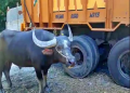 buffalo