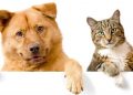 dog-and-cat-cover