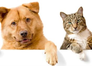 dog-and-cat-cover