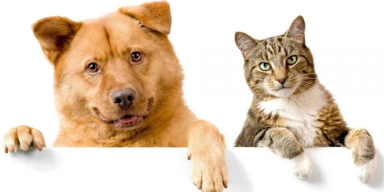 dog-and-cat-cover