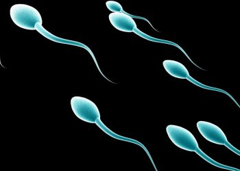 sperm_web