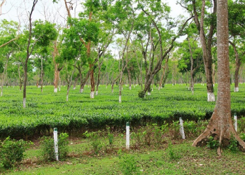 tea garden