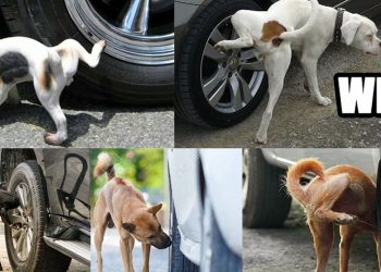 Dogs pee on tyre