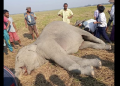 Elephant died at Dibrugarh