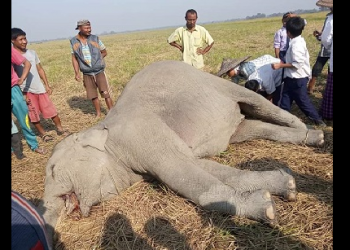 Elephant died at Dibrugarh