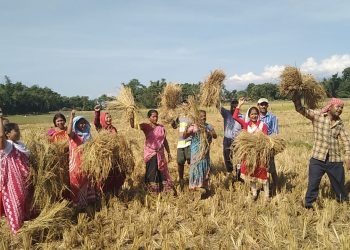 বাক্সাৰ নাগ্ৰীজুলিত খেতি পথাৰত বনৰীয়া হাতীৰ উপদ্ৰৱ; খবৰ নাই বন-বিভাগৰ