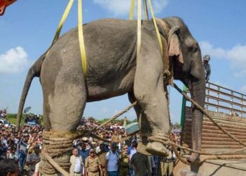 Why named “Laden” when elephants are revered as Lord Ganesha?