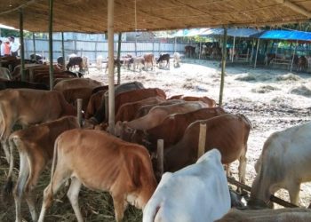 Rescued cattle