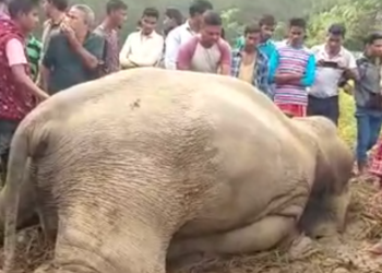 wild elephant died