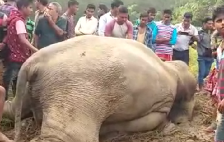 wild elephant died