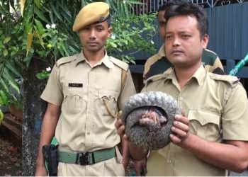 Pangolin rescued