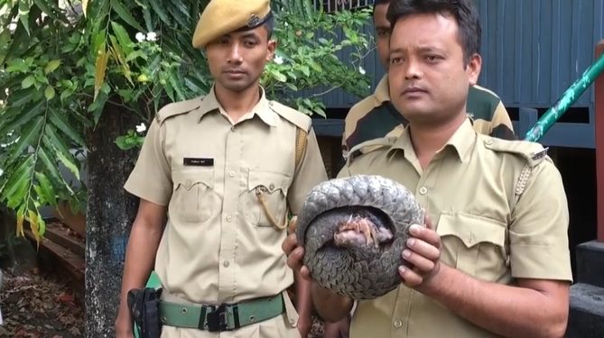 Pangolin rescued