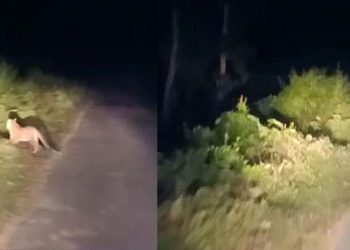 নগাঁৱৰ চাপানালাত নাহৰফুটুকীৰ মুক্ত বিচৰণত আতংকিত অঞ্চলবাসী