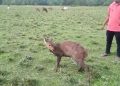Barking Deer