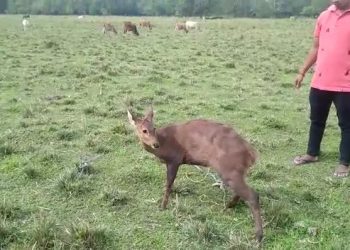 Barking Deer