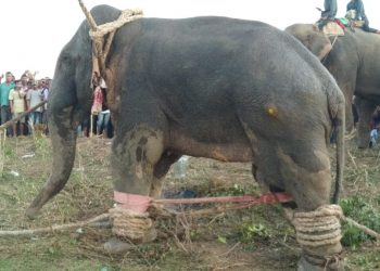 ‘লাডেন’ক প্ৰশিক্ষণ কেন্দ্ৰলৈ স্থানান্তৰ; হাতীটোক নতুন নাম দিলে পদ্ম হাজৰিকাই