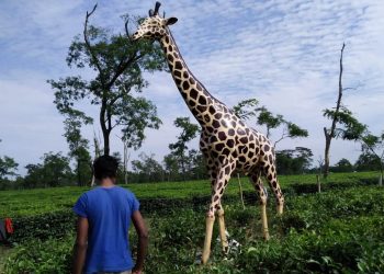 নুমলীগড়ত হাতী খেদাৰ অভিনৱ কৌশল; বৃহৎ আকাৰৰ জিৰাফ দেখি হাতীয়ে সলালে নিজৰ পথ