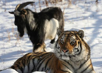 brave goat Timur