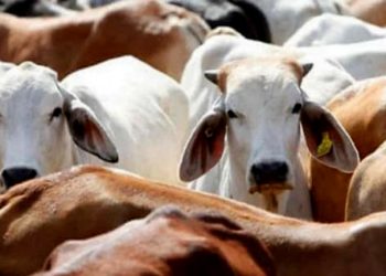 অযোধ্যাত গৰুক পিন্ধোৱা হ’ব কোট; দুই এদিনতে পাবহি প্ৰথম অৰ্ডাৰৰ ডেলিভাৰী
