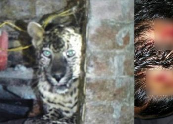 leopard