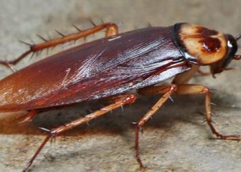 pest-identification-american-cockroach-3
