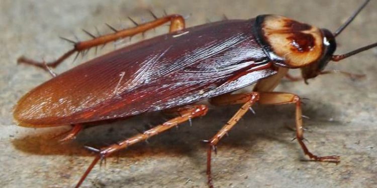 pest-identification-american-cockroach-3