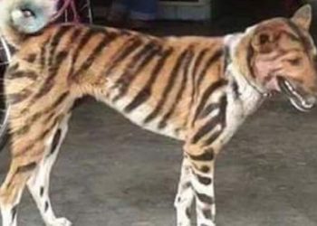 94d71777-dog-tiger-fb-828x435-1