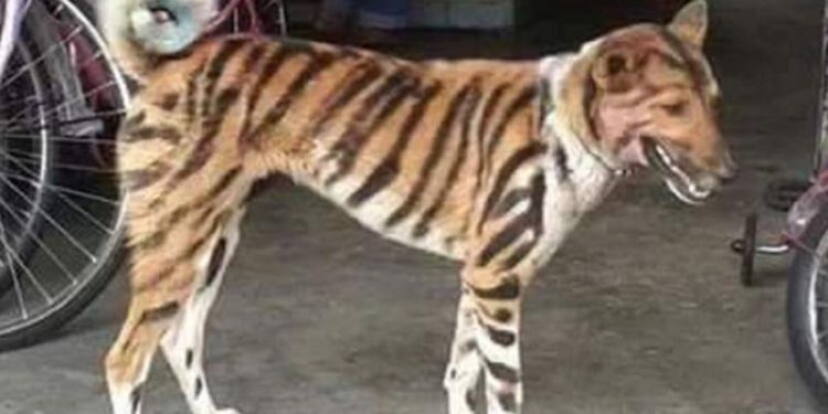 94d71777-dog-tiger-fb-828x435-1