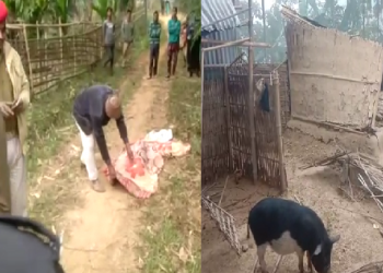 Goalpara elephant attack story