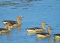 IMG_4320197539